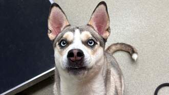 Andi's Adoptables: Meet Nellie!