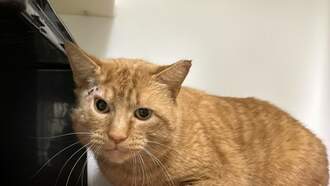 Schnoogs is this week's Featured Furry Friend from the Cleveland APL!