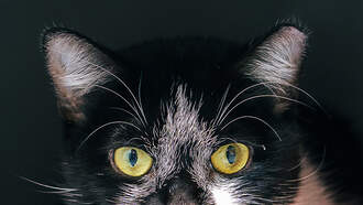 WDSD's Best Buddy: Meet Static 