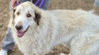 Animal Welfare Dog the of the Week 12/18 - Mazie