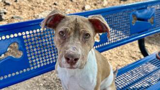 The Morning Show with Swami, Skyler and Mahoney - Animal Welfare Dog of the Week  Eastside Shelter 12/18 - Keedo