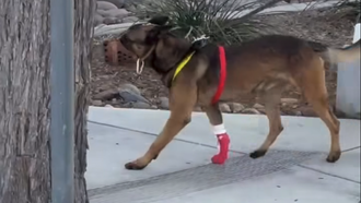 San Diego K-9 Officer Recovering From SWAT Injury