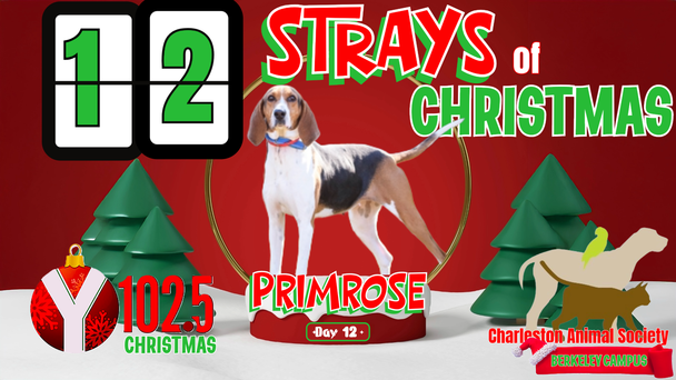 12 Strays of Christmas Day 12: PRIMROSE