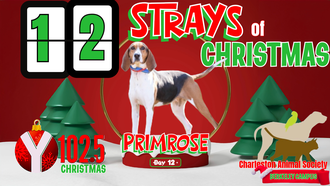 12 Strays of Christmas Day 12: PRIMROSE
