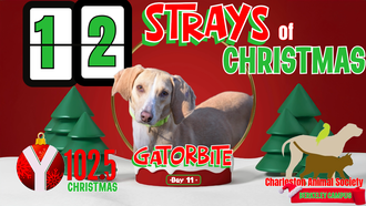 12 Strays of Christmas Day 11: GATORBITE