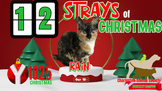 12 Strays of Christmas Day 10: RAIN