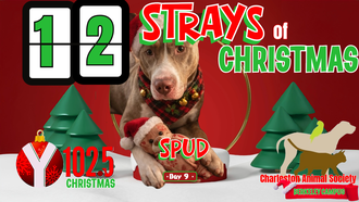12 Strays of Christmas Day 9: SPUD