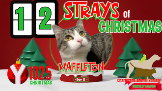 12 Strays of Christmas Day 8: WAFFLETON