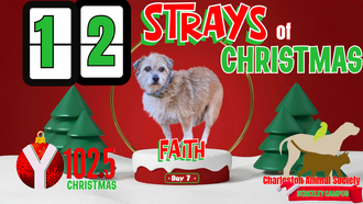 12 Strays of Christmas Day 7: FAITH