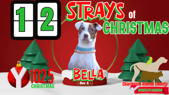 12 Strays of Christmas Day 6: BELLA