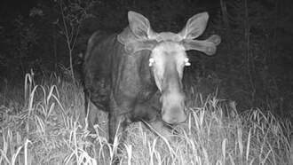 Coast to Coast AM with George Noory - Watch: Trail Camera Films Moths Drinking Moose Tears