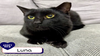 Meet the CT Humane Society's Adoptable Pet of the Week: Luna