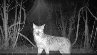 Wrentham Police Issue Warning About Coyote Attacks