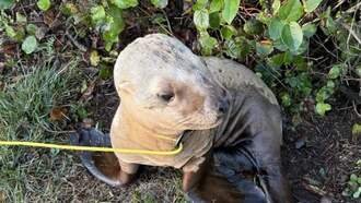 Wandering Seal Guided Away From Highway 101