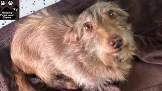 K103 Mornings with Stacey & Mike - Stacey & Mike's Happy News: Lost Dog Found 2k Miles Away Reunited On Xmas