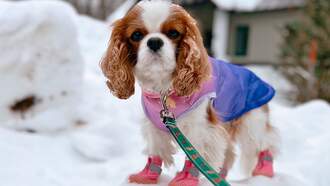 MSPCA Issues Tips For Pet Owners Ahead Of The Holidays