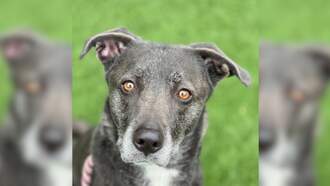 SPCA Pet Of The Week: Puma!