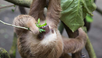 Sloth World Orlando Announces 2026 Opening for First‑Ever “Slotharium”