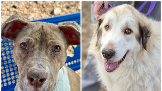  The Edge Pet of The Week 12/22