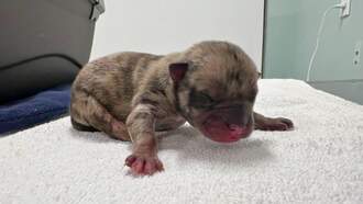 Animal Rescue League Seeks Funding To Assist With Newborn Puppies