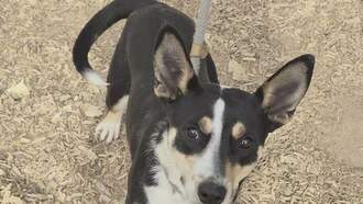 Animal Welfare Dog of the Week Westside Shelter 12/24 - Pinon