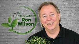 Plant of the Week - Mistletoe