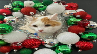 Meet the CT Humane Society's Adoptable Pet of the Week: Logan