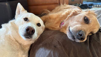 Tips To Keep Pets Safe & Secure During New Year’s Eve Celebrations