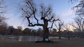 Historic Boston Public Garden Weeping Willow To Be Removed