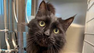 MSPCA Celebrates New Year With Major Milestones