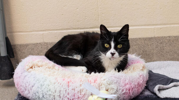 Meet the CT Humane Society's Adoptable Pet of the Week: Pug