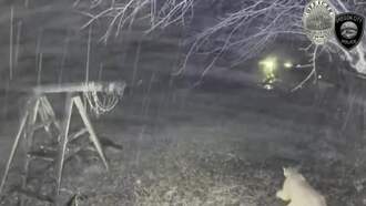 Cougar Spotted In Oregon City