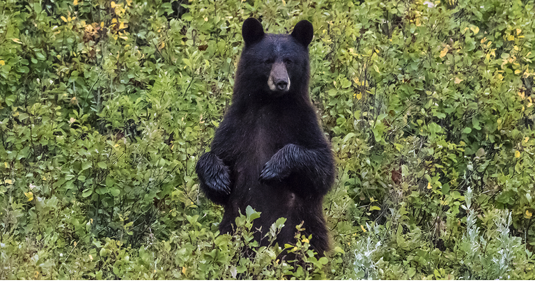 black bear