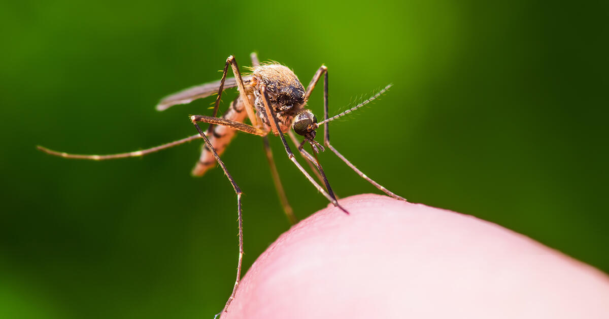 Signs And Symptoms Of EEE To Look Out For  - Thumbnail Image