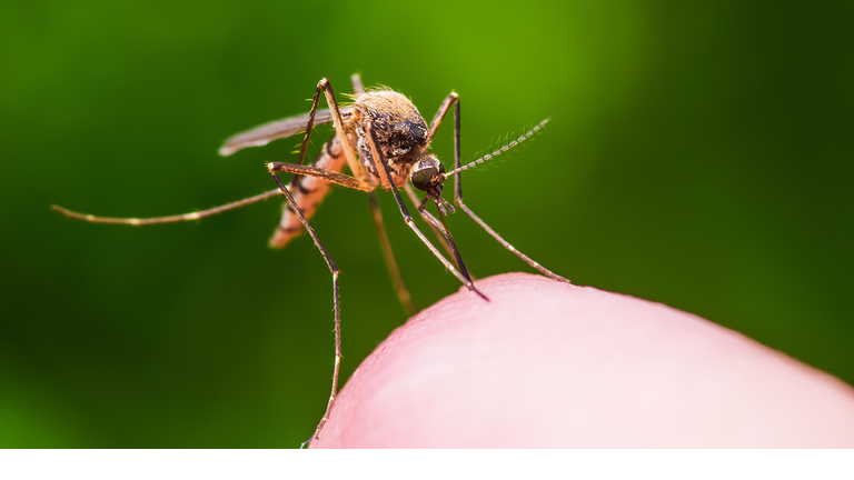 Mosquito generic getty images