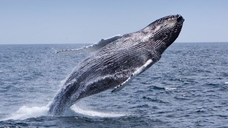 Humpback Whale getty 16:9