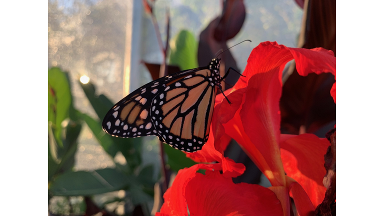 Walt Disney World Flower & Garden Festival