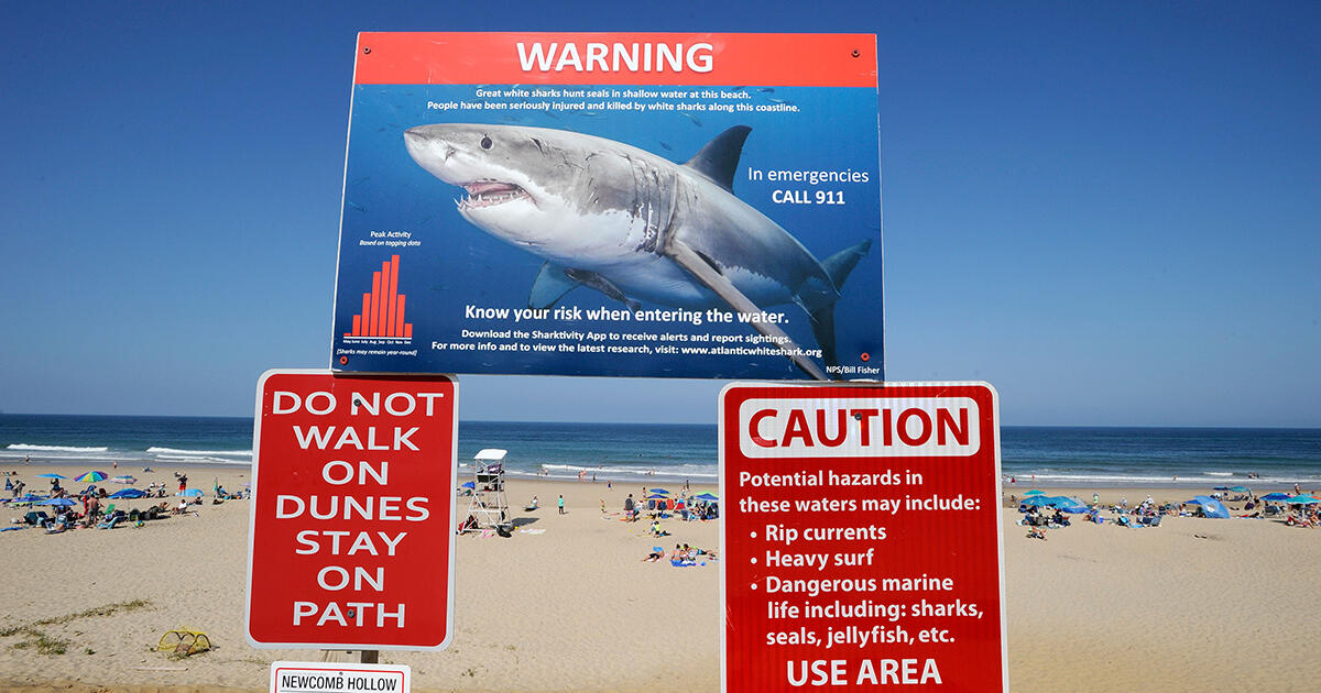 Increase In Shark Sightings Leaves Officials Looking For Solutions  - Thumbnail Image