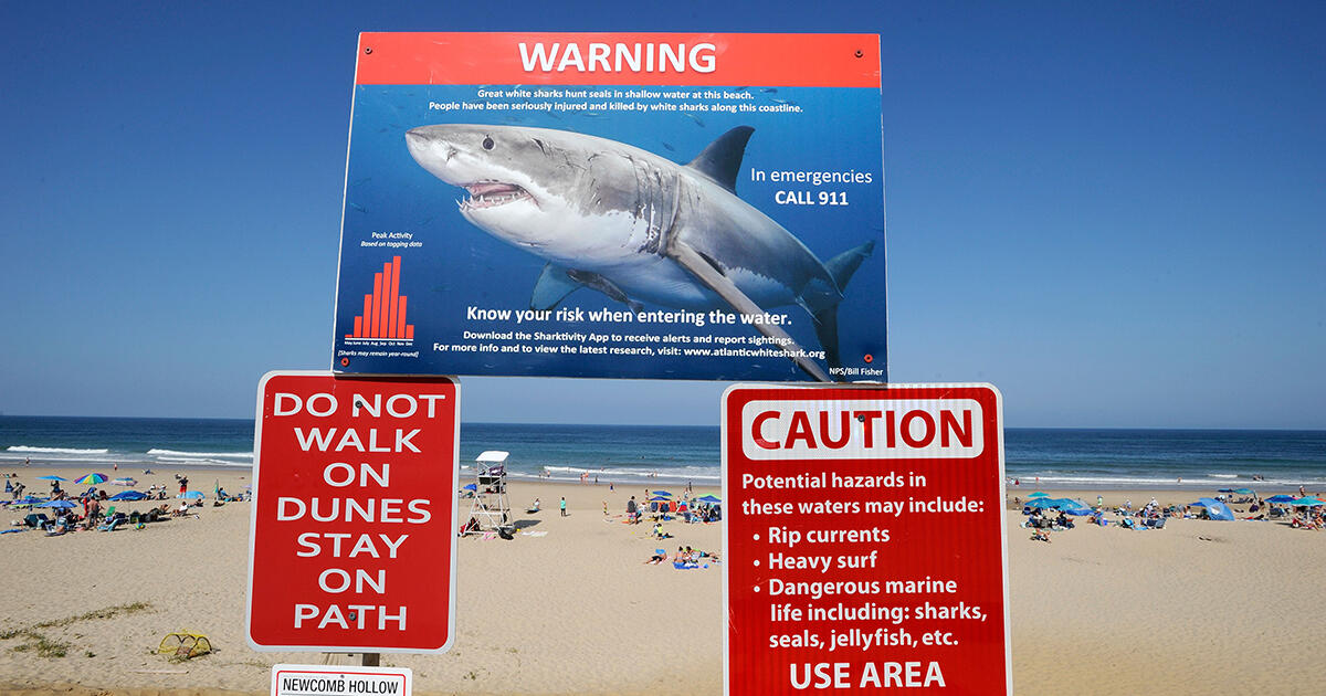 Increase In Shark Sightings Leaves Officials Looking For Solutions  - Thumbnail Image