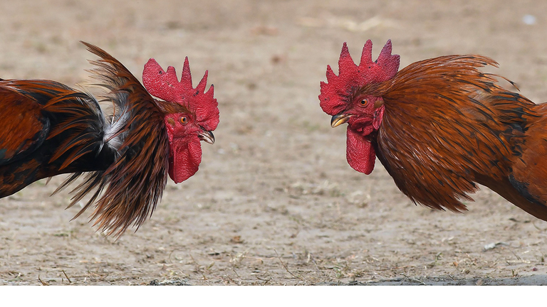 chickens roosters cockfighting