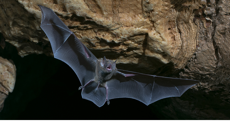 bat