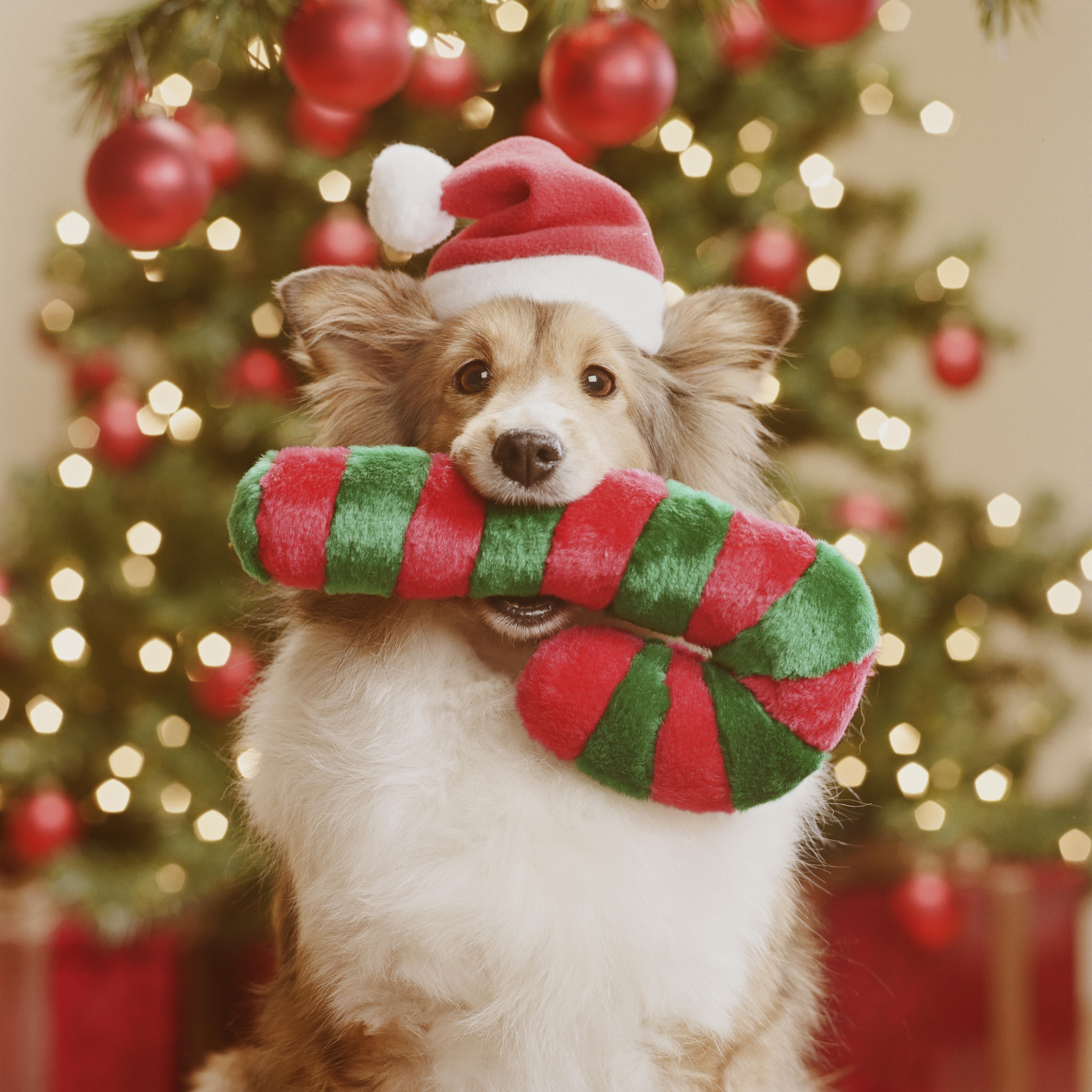 #1 Favorite Christmas Song For Dogs | iHeartRadio | Theresa Lucas