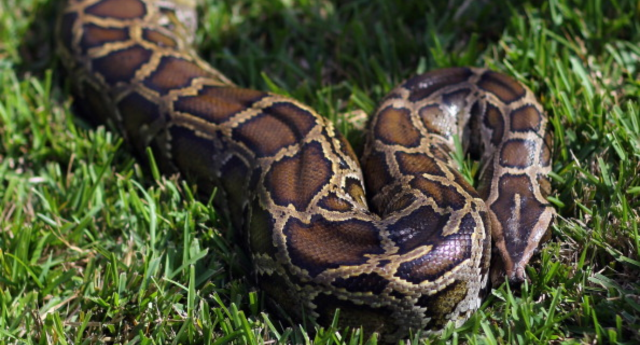 Burmese Python-Eblast