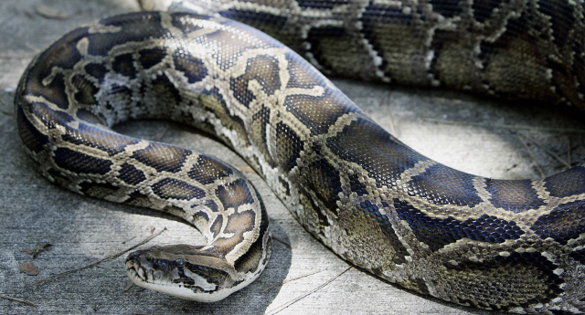 Python-Eblast