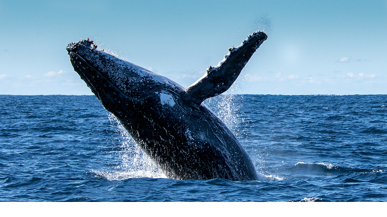 Humpback Whale Jumping Out Of Water