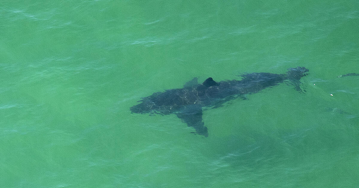 Sharks Prompt Swimming Bans At Cape Cod, Plymouth Beaches - Thumbnail Image