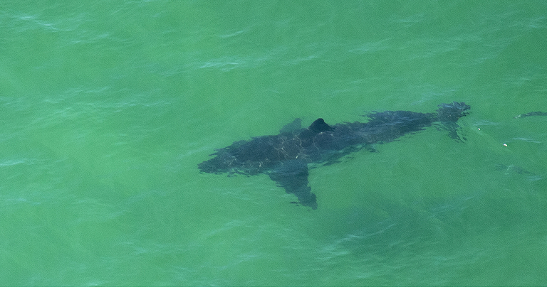 Shark Off Cape Cod
