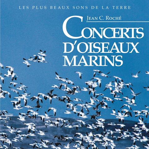 Concerts d'oiseaux marins