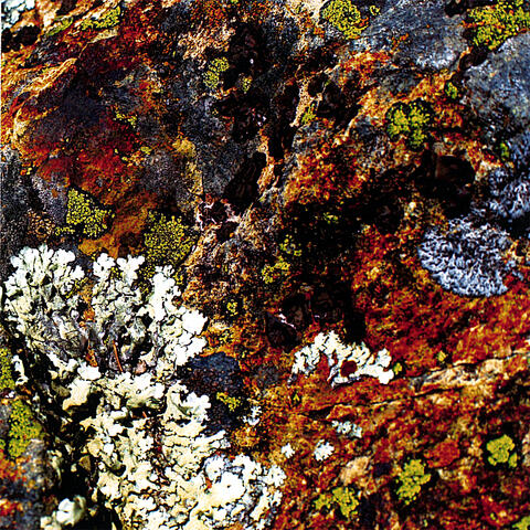 Lichens