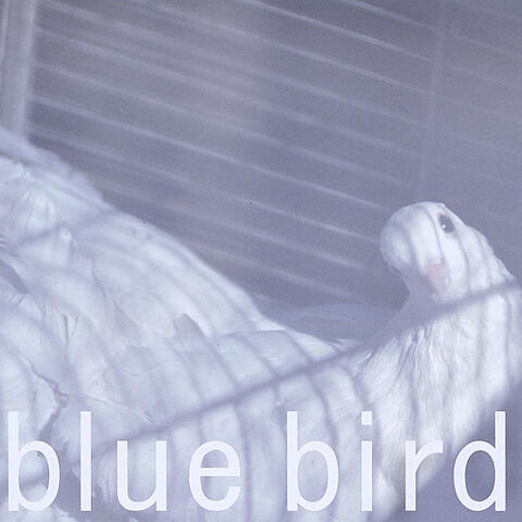 Blue Bird